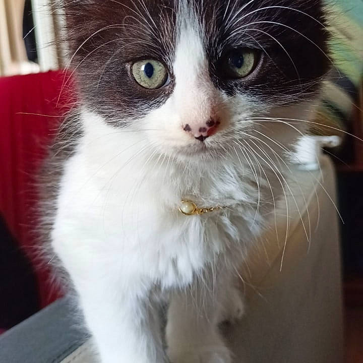 Hadès participe au concours pour gagner de l'argent avec cette photo : carnivore, cat, claw, domestic_short_haired_cat, door, felidae, fur, iris, paw, small_to_medium_sized_cats, snout, tail, whiskers, window