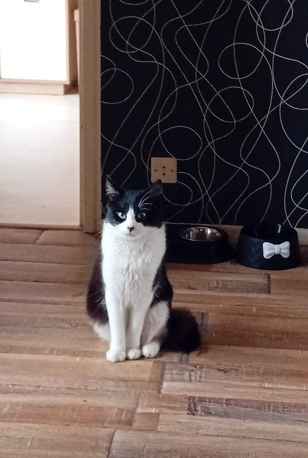 Hadès participe au concours pour gagner de l'argent avec cette photo : carnivore, cat, domestic_short_haired_cat, felidae, floor, flooring, fur, grey, hardwood, laminate_flooring, room, sitting, small_to_medium_sized_cats, snout, tail, tree, whiskers, window, wood, wood_flooring