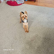 Jax joined the competition — help win amazing prizes! dog, small_dog, carpet, pet_bed, wooden_floor, indoor, fur, looking_up, animal, cute, household, pet, brown, black, white, ears, standing, floor, domestic_animal, companion