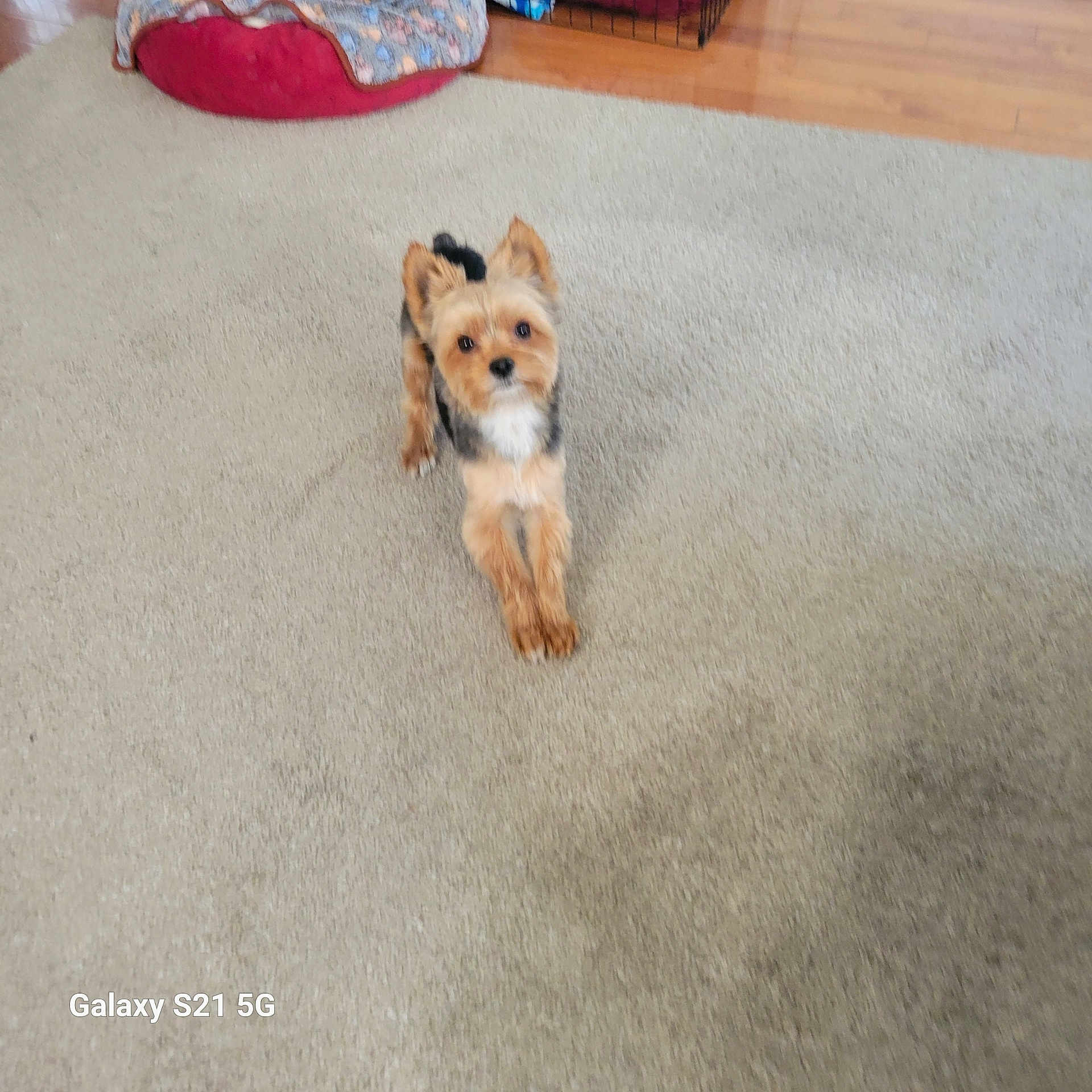 Jax joined the competition — help win amazing prizes! dog, small_dog, carpet, pet_bed, wooden_floor, indoor, fur, looking_up, animal, cute, household, pet, brown, black, white, ears, standing, floor, domestic_animal, companion