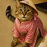 animal, carpet, cat, conical_hat, costume, cute, domestic_cat, ears, embroidery, feline, fur, indoor, looking_up, pet, pink_clothing, portrait, sitting, tabby_cat, traditional_outfit, whiskers
