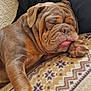 dog, sleeping, paw, tongue, wrinkles, blanket, bed, cozy, brown, closeup, pet, resting, cute, indoor, fur, snout, napping, relaxed, animal, companion