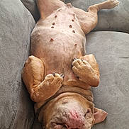 Adèle a rejoint le concours — aidez-le/la à gagner de superbes lots ! dog, canine, pet, lying_down, upside_down, couch, furniture, relaxed, domestic_animal, paw, fur, sleeping, indoor, blanket, pink_nose, nail, resting, cute, lazy, comfortable