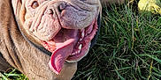 Adèle a rejoint le concours — aidez-le/la à gagner de superbes lots ! dog, bulldog, tongue_out, grass, tennis_ball, happy, pet, canine, outdoor, playful, smiling, sunlight, animal, nature, fur, paw, closeup, muzzle, wrinkles, leisure