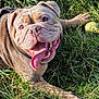 dog, bulldog, tongue_out, grass, tennis_ball, happy, pet, canine, outdoor, playful, smiling, sunlight, animal, nature, fur, paw, closeup, muzzle, wrinkles, leisure