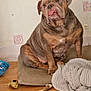 dog, bulldog, pet, indoor, cushion, wooden_floor, blanket, toy, tongue_out, seated, wallpaper, brown, cozy, domestic, animal, mammal, companion, resting, cute, portrait