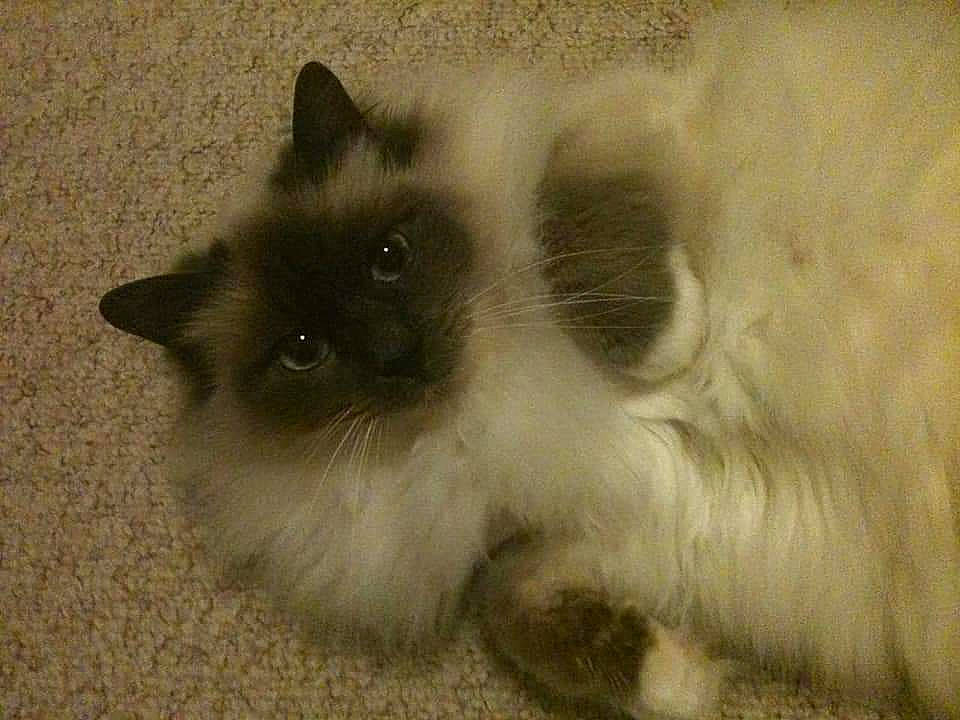 Pebbles is registered to the contest to win money with this photo: asian_semi_longhair, balinese, birman, british_semi_longhair, carnivore, cat, domestic_long_haired_cat, eye, felidae, himalayan, iris, kitten, mammal, ragamuffin, ragdoll, siamese, small_to_medium_sized_cats, snowshoe, vertebrate, whiskers