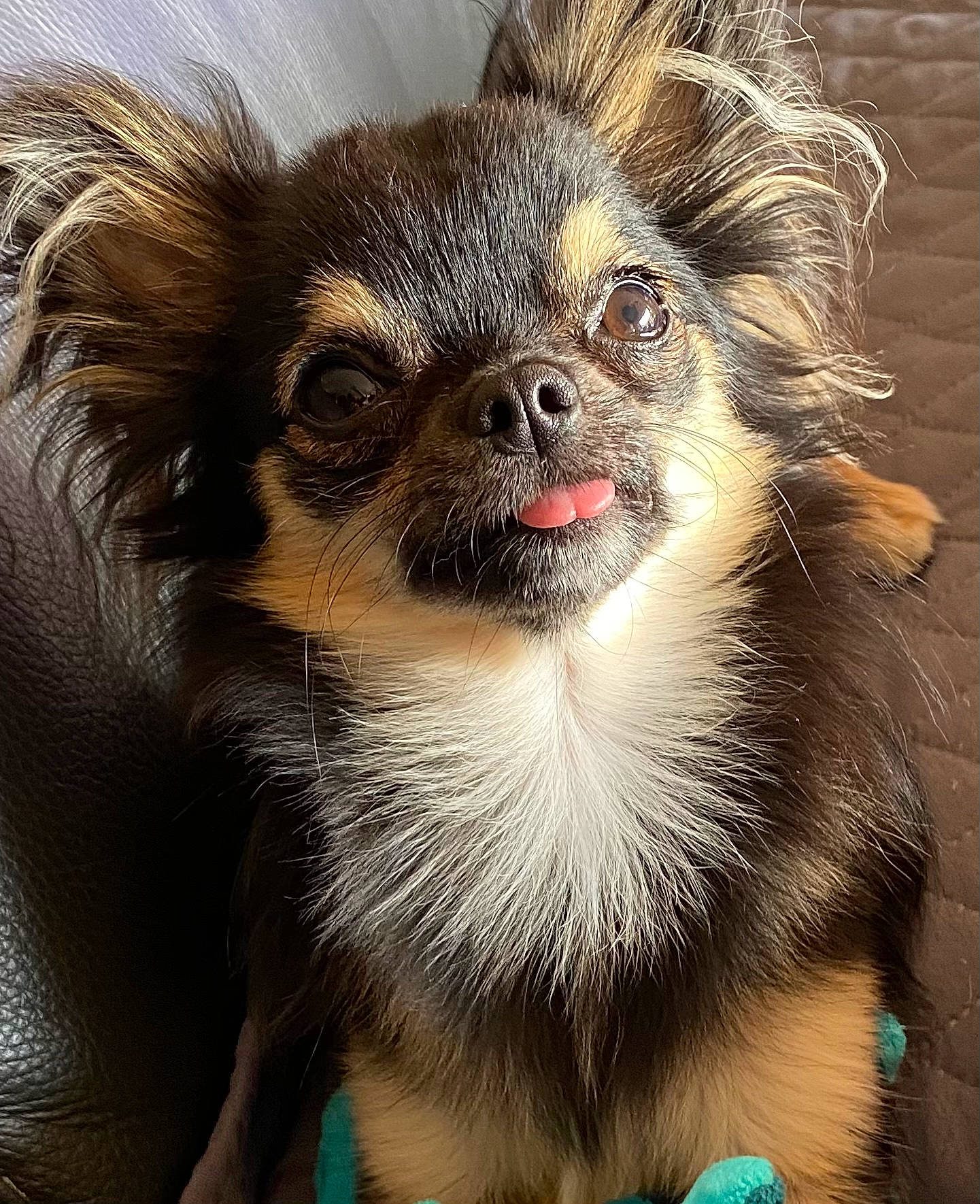 Titeuf participe au concours pour gagner de l'argent avec cette photo : canidae, carnivore, companion_dog, dog, dog_breed, ear, eye, fawn, fur, hair, head, iris, liver, snout, sporting_group, terrestrial_animal, toy_dog, whiskers, wildlife, working_animal