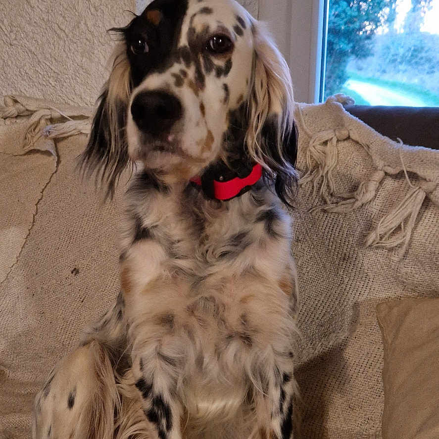Sansa a rejoint le concours — aidez-le/la à gagner de superbes lots ! animal, architecture, building, canine, chair, cockerspaniel, couch, cushion, dalmatian, dog, furniture, homedecor, hound, indoors, livingroom, papillon, pet, pointer, puppy, room