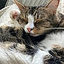 Houdini is registered to the contest to win money with this photo: cat, tabby, sleeping, close_up, paw, pink_nose, whiskers, fur, resting, cozy, indoor, woven_chair, soft_texture, animal, pet, cute, relaxed, feline, nap, peaceful