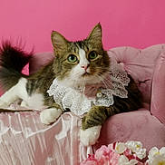 Houdini joined the competition — help win amazing prizes! cat, pink_background, velvet_sofa, lace_collar, pearl_charm, flowers, silk_fabric, tabby_cat, white_paws, fluffy_tail, indoor, portrait, pet, cute, feline, decor, soft_lighting, relaxed, elegant, pink_theme