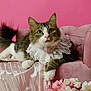 cat, pink_background, velvet_sofa, lace_collar, pearl_charm, flowers, silk_fabric, tabby_cat, white_paws, fluffy_tail, indoor, portrait, pet, cute, feline, decor, soft_lighting, relaxed, elegant, pink_theme