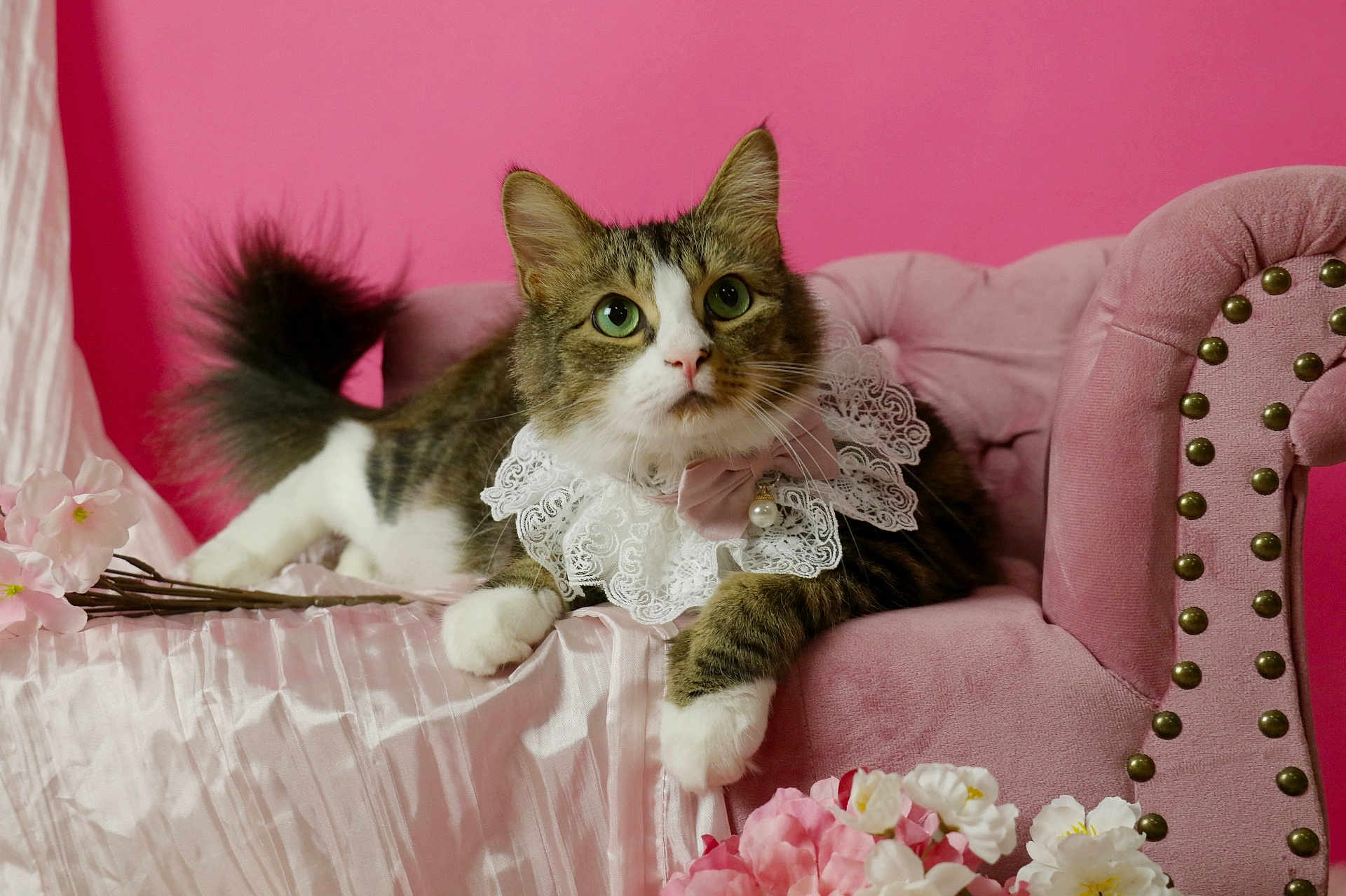 Houdini joined the competition — help win amazing prizes! cat, pink_background, velvet_sofa, lace_collar, pearl_charm, flowers, silk_fabric, tabby_cat, white_paws, fluffy_tail, indoor, portrait, pet, cute, feline, decor, soft_lighting, relaxed, elegant, pink_theme
