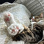 Houdini is registered to the contest to win money with this photo: cat, sleeping, paws, pink_paw_pads, fur, tabby, white_fur, quilted_blanket, cozy, close_up, resting, indoor, cute, pet, feline, relaxed, whiskers, soft, cushion, nap