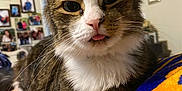 Houdini joined the competition — help win amazing prizes! cat, tabby_cat, white_fur, tongue_out, close_up, indoor, blanket, striped_fur, whiskers, ears, pet, feline, cozy, family_photos, wall_art, home_interior, paw, fur, resting, cute