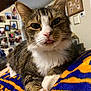 cat, tabby_cat, white_fur, tongue_out, close_up, indoor, blanket, striped_fur, whiskers, ears, pet, feline, cozy, family_photos, wall_art, home_interior, paw, fur, resting, cute
