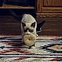 Casper joined the competition — help win amazing prizes! animal, brown_ears, carpet, cat, cozy, cute, domestic_cat, donut, floor, framed_photos, home, indoor, living_room, patterned_rug, pet, playful, rug, toy, white_cat, wooden_furniture