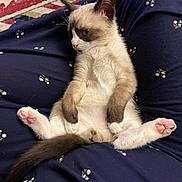 Casper joined the competition — help win amazing prizes! animal, cat, cozy, cute, ears, fabric, feline, floor, fluffy, indoor, navy_blue, pattern, paws, pet, pink_paw_pads, relaxed, resting, sitting, tail, whiskers