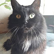 Caramel a rejoint le concours — aidez-le/la à gagner de superbes lots ! animal, black_cat, cat, closeup, curious, cute, domestic_cat, ears, eyes, face, feline, fluffy, fur, heterochromia, indoor, mammal, nose, pet, portrait, whiskers