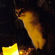 Caramel a rejoint le concours — aidez-le/la à gagner de superbes lots ! cat, candle, light, dark, shadow, indoor, animal, feline, warm_light, decorations, pine_cones, ornament, quiet, night, cozy, pet, mood_lighting, closeup, still_life, calm