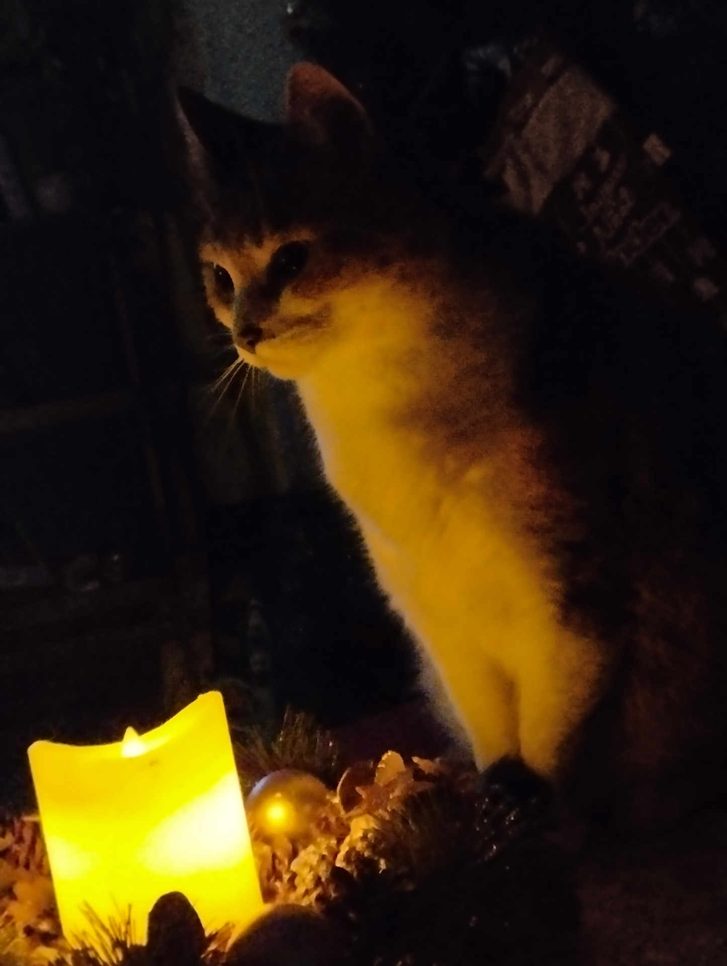 Caramel a rejoint le concours — aidez-le/la à gagner de superbes lots ! cat, candle, light, dark, shadow, indoor, animal, feline, warm_light, decorations, pine_cones, ornament, quiet, night, cozy, pet, mood_lighting, closeup, still_life, calm