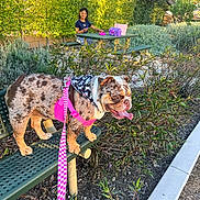 Lola joined the competition — help win amazing prizes! dog, bulldog, pink_harness, leash, bench, child, smiling, picnic_table, outdoor, park, greenery, plants, sunlight, tongue_out, happy, pet, nature, leisure, daytime, casual