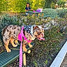 dog, bulldog, pink_harness, leash, bench, child, smiling, picnic_table, outdoor, park, greenery, plants, sunlight, tongue_out, happy, pet, nature, leisure, daytime, casual