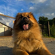 Olly a rejoint le concours — aidez-le/la à gagner de superbes lots ! dog, fluffy, tongue_out, outdoor, sunlight, sky, clouds, gravel, fence, greenery, nature, pet, canine, happy, resting, closeup, animal, golden_hour, muzzle, paw