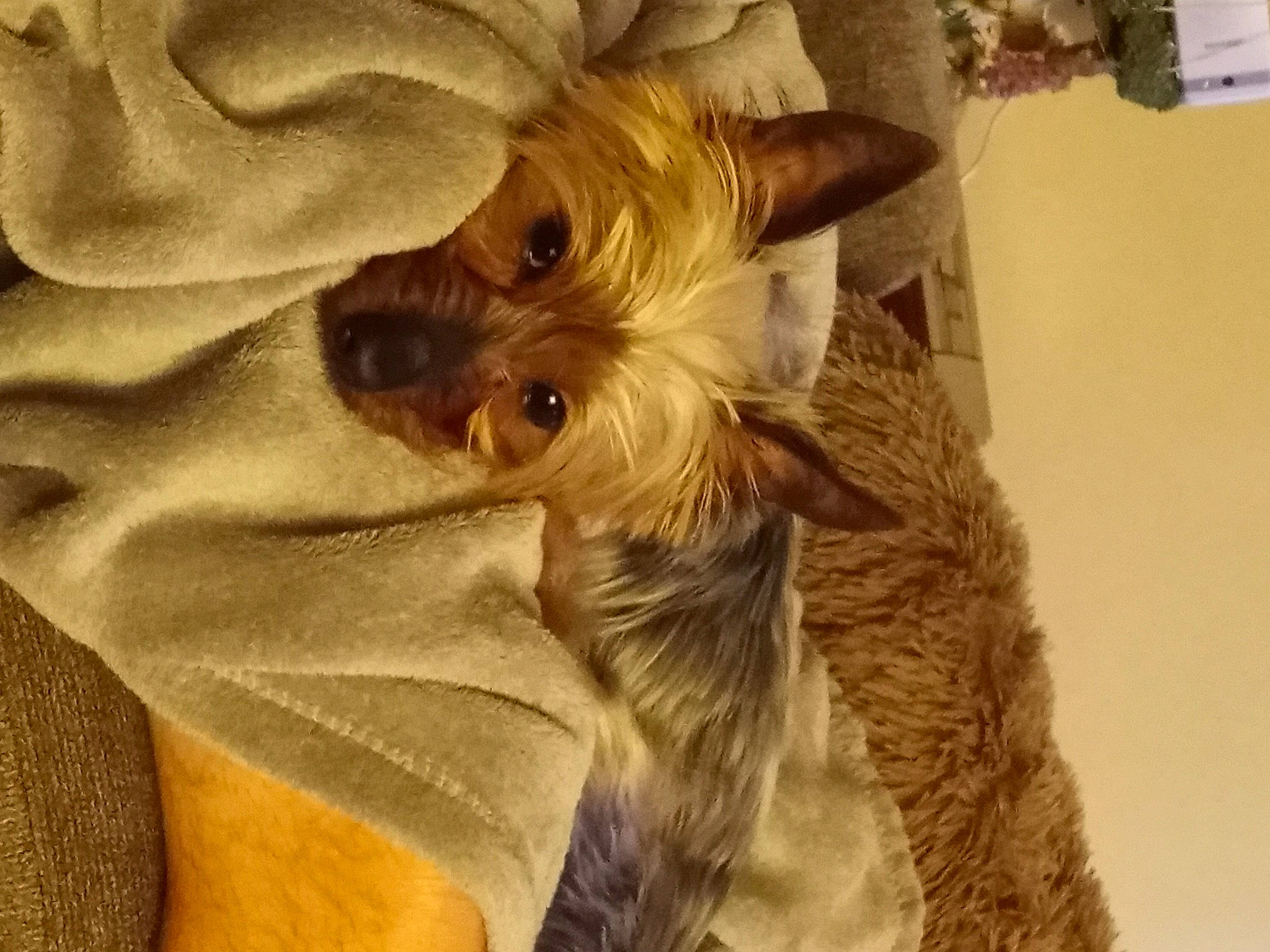 Cocoa is registered to the contest to win money with this photo: canidae, carnivore, comfort, companion_dog, dog, dog_breed, dog_supply, fawn, fur, linens, liver, small_terrier, snout, sporting_group, terrestrial_animal, terrier, textile, toy_dog, whiskers, working_animal