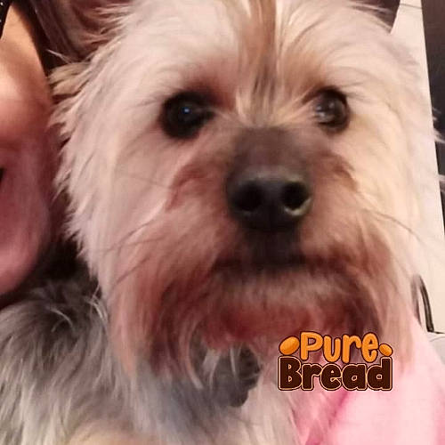 Cocoa joined the competition — help win amazing prizes! canidae, carnivore, companion_dog, dog, dog_breed, dog_supply, ear, fawn, fur, happy, liver, puppy_love, small_terrier, snout, sporting_group, terrestrial_animal, terrier, toy_dog, whiskers, working_animal