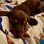 puppy, dog, sleeping, brown, blanket, cute, pet, animal, cozy, indoors, resting, fur, snout, ears, closeup, soft, comfort, relaxation, young, domestic