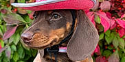 Maple joined the competition — help win amazing prizes! dog, puppy, dachshund, hat, pink_hat, cowboy_hat, pet, animal, cute, outdoor, foliage, leaves, green_leaves, red_leaves, hand, holding, portrait, closeup, nature, colorful
