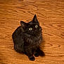 black_cat, cat, pet, animal, feline, fluffy, wooden_floor, indoor, cute, curious, sitting, looking_up, whiskers, ears, tail, domestic_cat, furry, alert, small_animal, companion