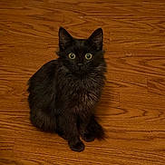 Jade is registered to the contest to win money with this photo: black_cat, kitten, pet, animal, indoor, wooden_floor, fur, sitting, cute, curious, young_cat, whiskers, ears, eyes, home, flooring, domestic_cat, feline, small_animal, looking