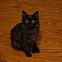 black_cat, kitten, pet, animal, indoor, wooden_floor, fur, sitting, cute, curious, young_cat, whiskers, ears, eyes, home, flooring, domestic_cat, feline, small_animal, looking