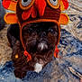 dog, pet, animal, hat, crocheted_hat, turkey_hat, costume, indoor, carpet, brown, black, white, fur, cute, funny, slippers, home, floor, portrait, looking_up