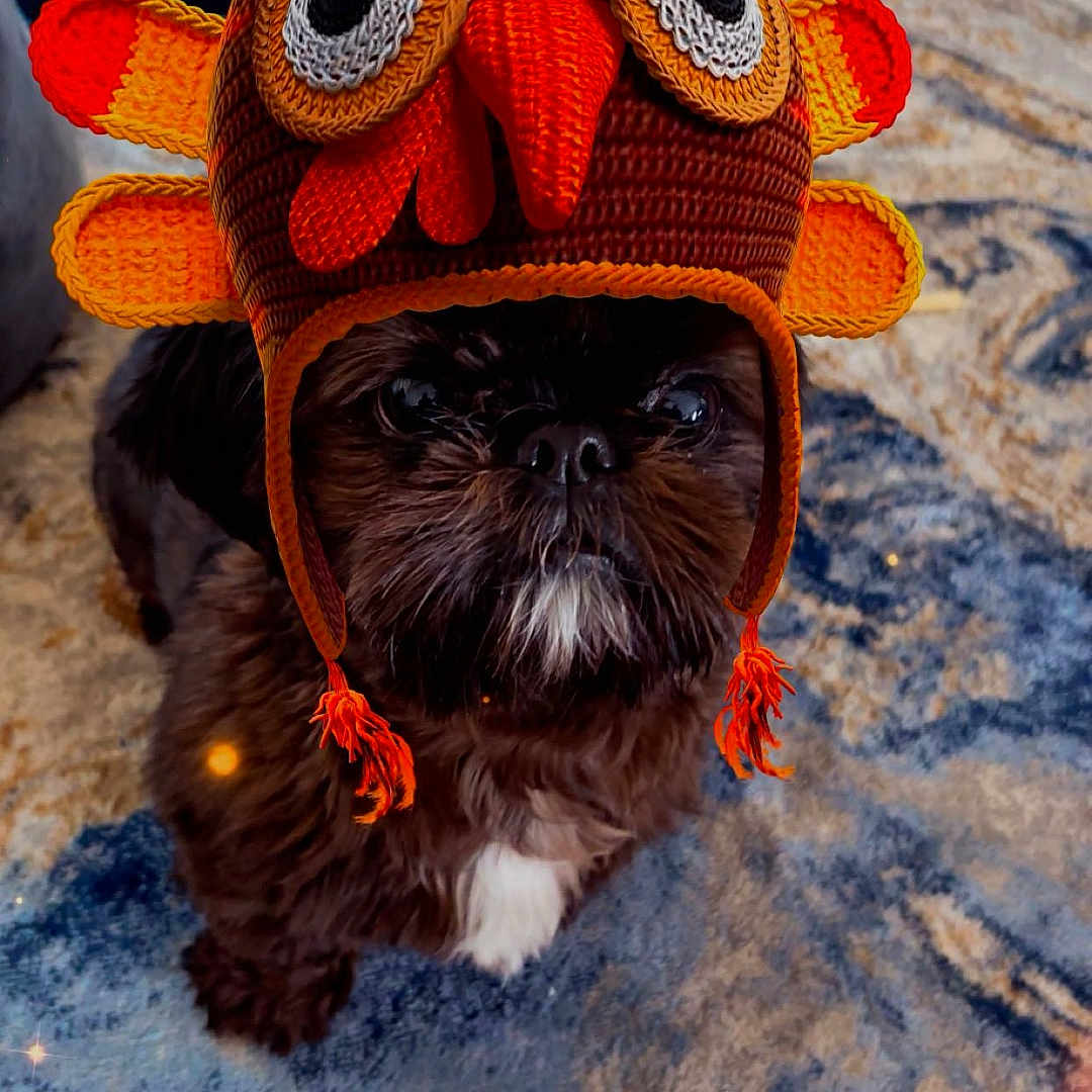 Pasha is registered to the contest to win money with this photo: animal, black, brown, carpet, costume, crocheted_hat, cute, dog, floor, funny, fur, hat, home, indoor, looking_up, pet, portrait, slippers, turkey_hat, white