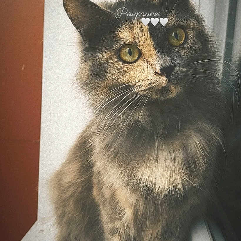 Poupoune