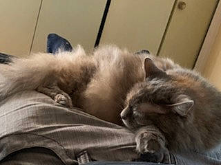 Plumeau participe au concours pour gagner de l'argent avec cette photo : balinese, birman, carnivore, cat, fawn, felidae, himalayan, kitten, mammal, nap, nebelung, norwegian_forest_cat, ragamuffin, ragdoll, siberian, sleep, small_to_medium_sized_cats, thai, whiskers