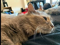 Plumeau participe au concours pour gagner de l'argent avec cette photo : asian, asian_semi_longhair, carnivore, cat, cymric, domestic_long_haired_cat, domestic_short_haired_cat, european_shorthair, felidae, fur, kitten, maine_coon, mammal, norwegian_forest_cat, ragamuffin, siberian, small_to_medium_sized_cats, snout, tabby_cat, whiskers