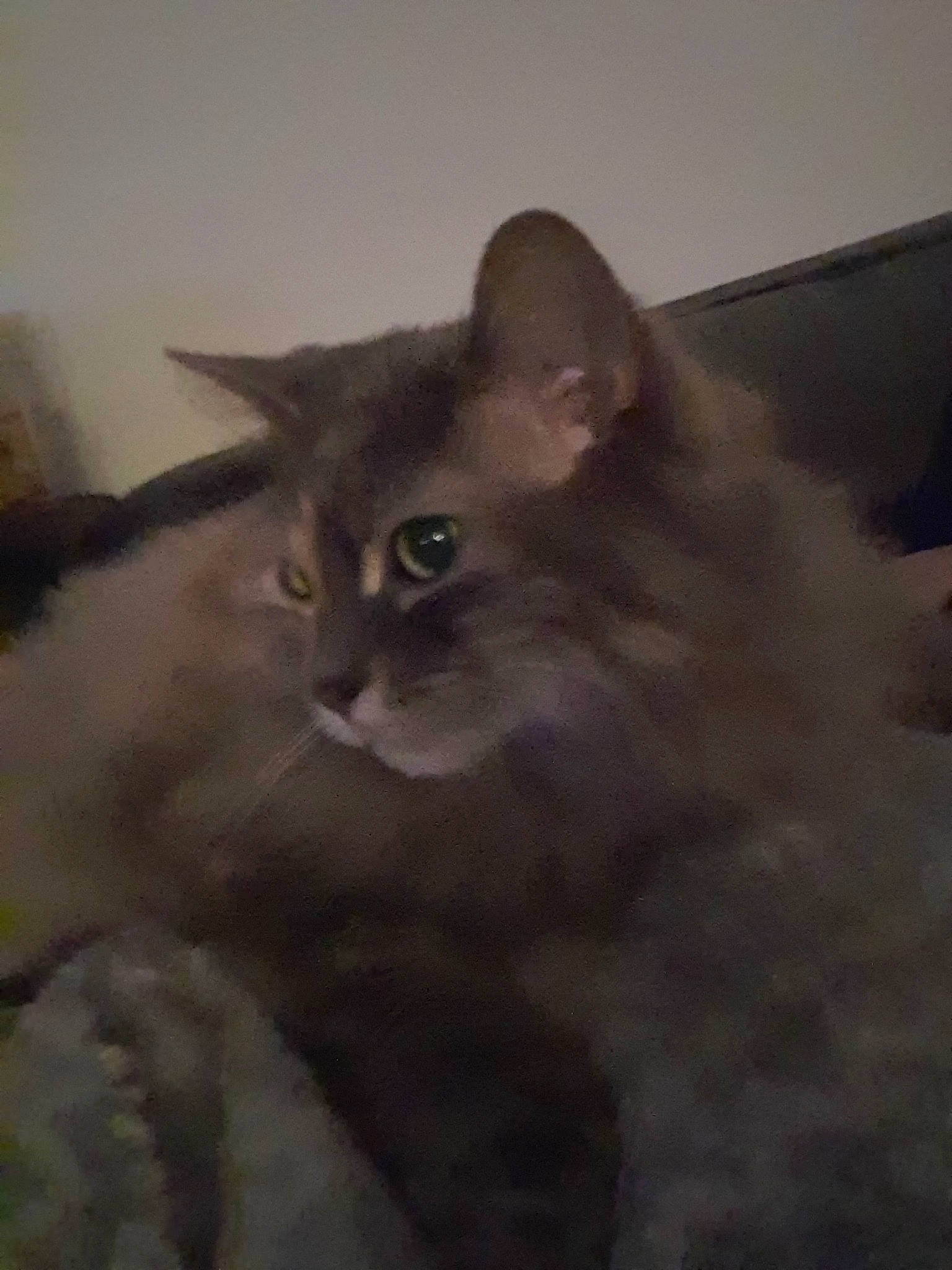 Plumeau a rejoint le concours — aidez-le/la à gagner de superbes lots ! asian, asian_semi_longhair, british_semi_longhair, carnivore, cat, domestic_long_haired_cat, domestic_short_haired_cat, eye, fawn, felidae, kitten, maine_coon, mammal, polydactyl_cat, small_to_medium_sized_cats, snout, somali, vertebrate, whiskers