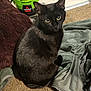 abyssinian, animal, blackcat, blanket, cat, clothing, helmet, kitten, laundry, manx, pants, pet, towel