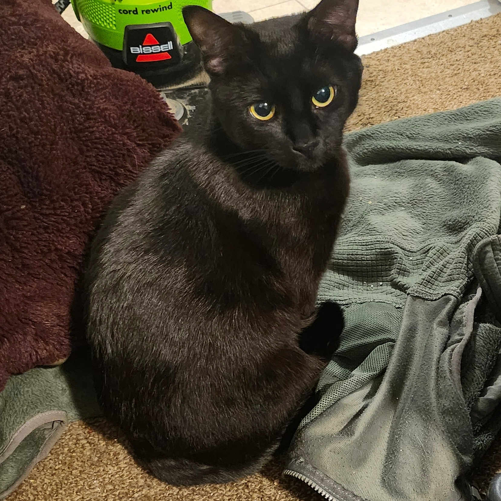 Shadow joined the competition — help win amazing prizes! abyssinian, animal, blackcat, blanket, cat, clothing, helmet, kitten, laundry, manx, pants, pet, towel