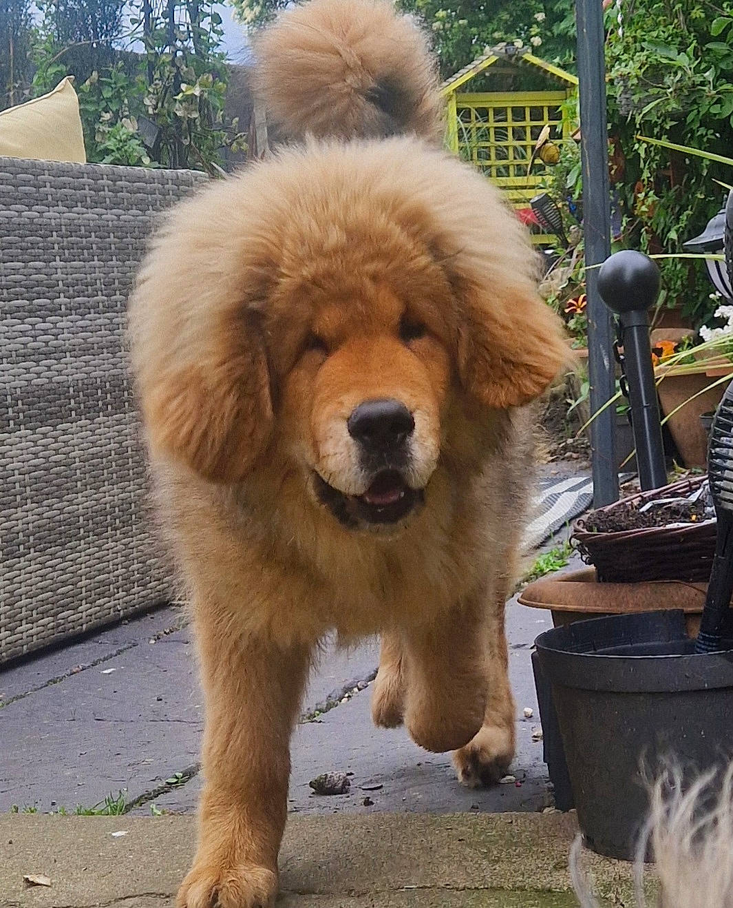 Basha joined the competition — help win amazing prizes! ancient_dog_breeds, carnivore, companion_dog, dog, dog_breed, fur, giant_dog_breed, snout, sporting_group, terrestrial_animal, tibetan_mastiff, working_dog