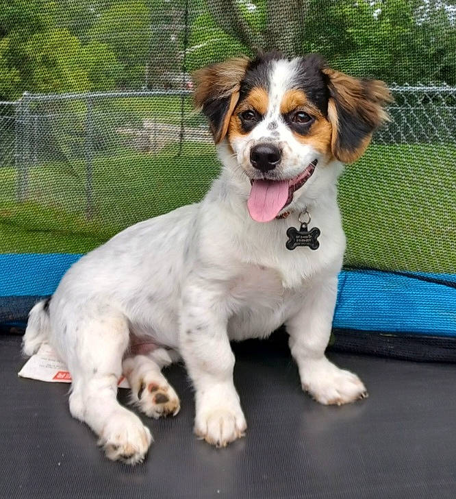 Bear joined the competition — help win amazing prizes! carnivore, cavalier_king_charles_spaniel, companion_dog, dog, dog_breed, dog_supply, fawn, fence, fur, grass, liver, mesh, plant, snout, sporting_group, tail, terrestrial_animal, toy_dog, tree, working_animal