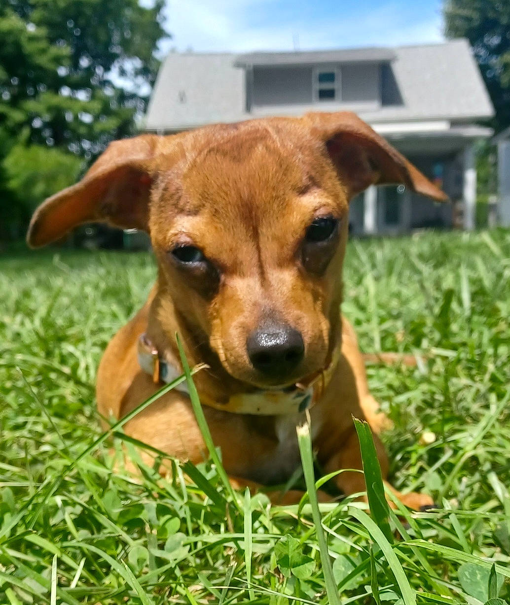 Cookie joined the competition — help win amazing prizes! carnivore, cloud, collar, companion_dog, dog, dog_breed, fawn, grass, grassland, groundcover, liver, pet_supply, plant, prairie, sky, snout, terrestrial_animal, tree, whiskers, working_animal