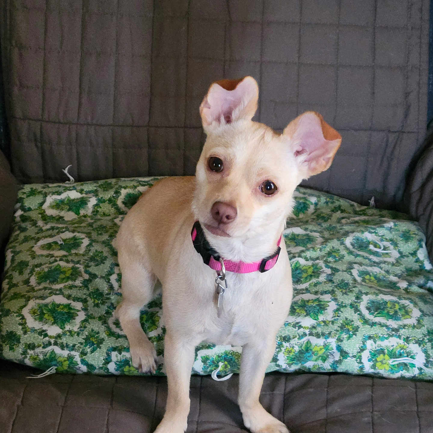 Lady joined the competition — help win amazing prizes! animal, collar, companion, couch, curious, cushion, cute, dog, domestic_animal, ears, four_legs, fur, green_cushion, indoor, looking_at_camera, pet, pink_collar, quilted_couch, small_dog, tan_dog