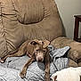 Kane joined the competition — help win amazing prizes! animal, brown_dog, canine, chair, companion, cozy, cute, dog, domestic, furniture, home, indoor, mammal, pet, puppy, quilt, recliner, relaxed, resting, white_dog