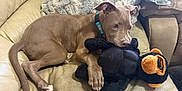 Kane is registered to the contest to win money with this photo: animal, blanket, brown_dog, collar, couch, cute, dog, ears, fur, home, indoor, leather, paw, pet, playful, puppy, resting, snout, stuffed_animal, toy