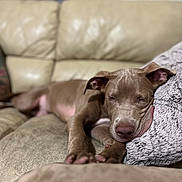 Kane joined the competition — help win amazing prizes! animal, brown_dog, canine, closeup, comfort, content, couch, cozy, dog, fur, home, indoor, living_room, nap, pet, pillow, relaxed, resting, sleeping, soft
